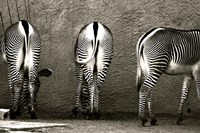 Framed Zebra Butts