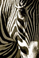 Framed Zebra Head