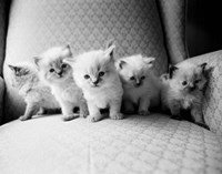Framed Five Kittens
