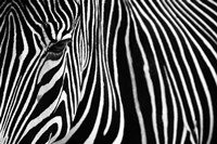 Framed Zebra in Lisbon Zoo