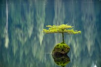 Framed Fairy Lake Bonsai