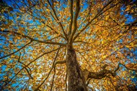 Framed Fall Tree
