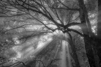 Framed Forest Fog
