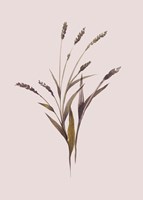 Framed Wheat