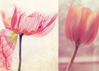 Framed Poppy & Tulip