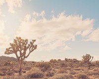 Framed Sunshine & Joshua Trees