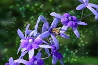 Framed Bee and Purple Flowers