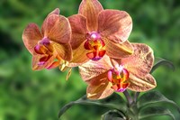 Framed Orange Orchid