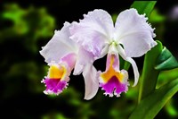 Framed White, Yellow and Fuchsia Orchids