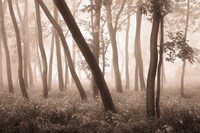 Framed Reticent Woods