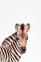 Framed Baby Zebra