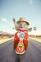 Framed Hedgehog Traveler