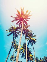 Framed Palms in the Sun