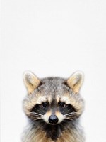 Framed Raccoon