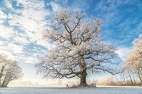 Framed Cold Oak