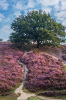 Framed Purple Heath