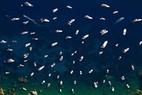 Framed Boat Conference - Amalfi Coast