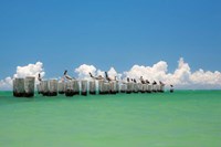 Framed Gull Conference