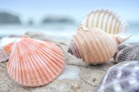 Framed Crescent Beach Shells 10