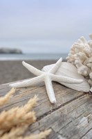Framed Crescent Beach Shells 13