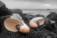 Framed Crescent Beach Shells 2