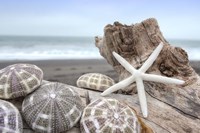 Framed Crescent Beach Shells 5