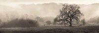 Framed Meadow Oak Tree