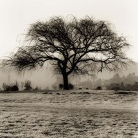Framed Willow Tree