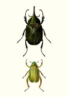 Framed Entomology Series IV
