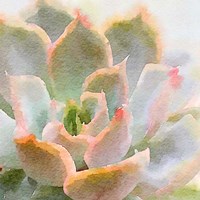 Framed Succulente XI