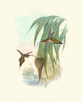 Framed Hummingbird Delight III