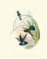 Framed Hummingbird Delight VI