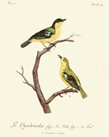 Framed Vintage French Birds V