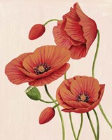 Framed Soft Coral Poppies II