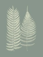 Framed Ferns on Sage IX