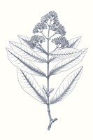 Framed Indigo Botany Study I