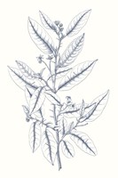Framed Indigo Botany Study V