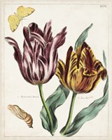 Framed Tulip Classics II