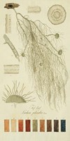 Framed Species of Lichen II