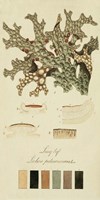 Framed Species of Lichen III