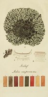 Framed Species of Lichen VI