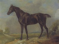 Framed Golding Constable's Black Riding-Horse