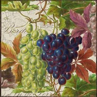 Framed 'Vintage Fruits III Grapes' border=