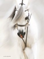 Framed Dream Horse