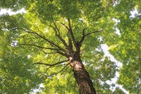 Framed Hardwood Forest Canopy V