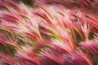 Framed Foxtail Barley II