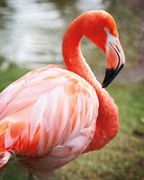 Framed Flamingo I