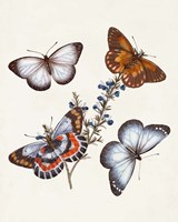 Framed Butterflies & Moths III