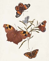 Framed Butterflies & Moths VI