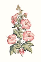 Framed Flowering Hibiscus II